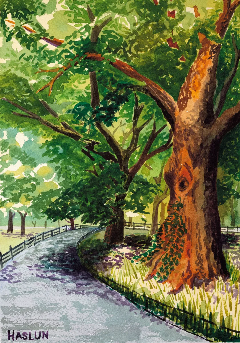 Watercolor of a Central Park tree with an eye knot