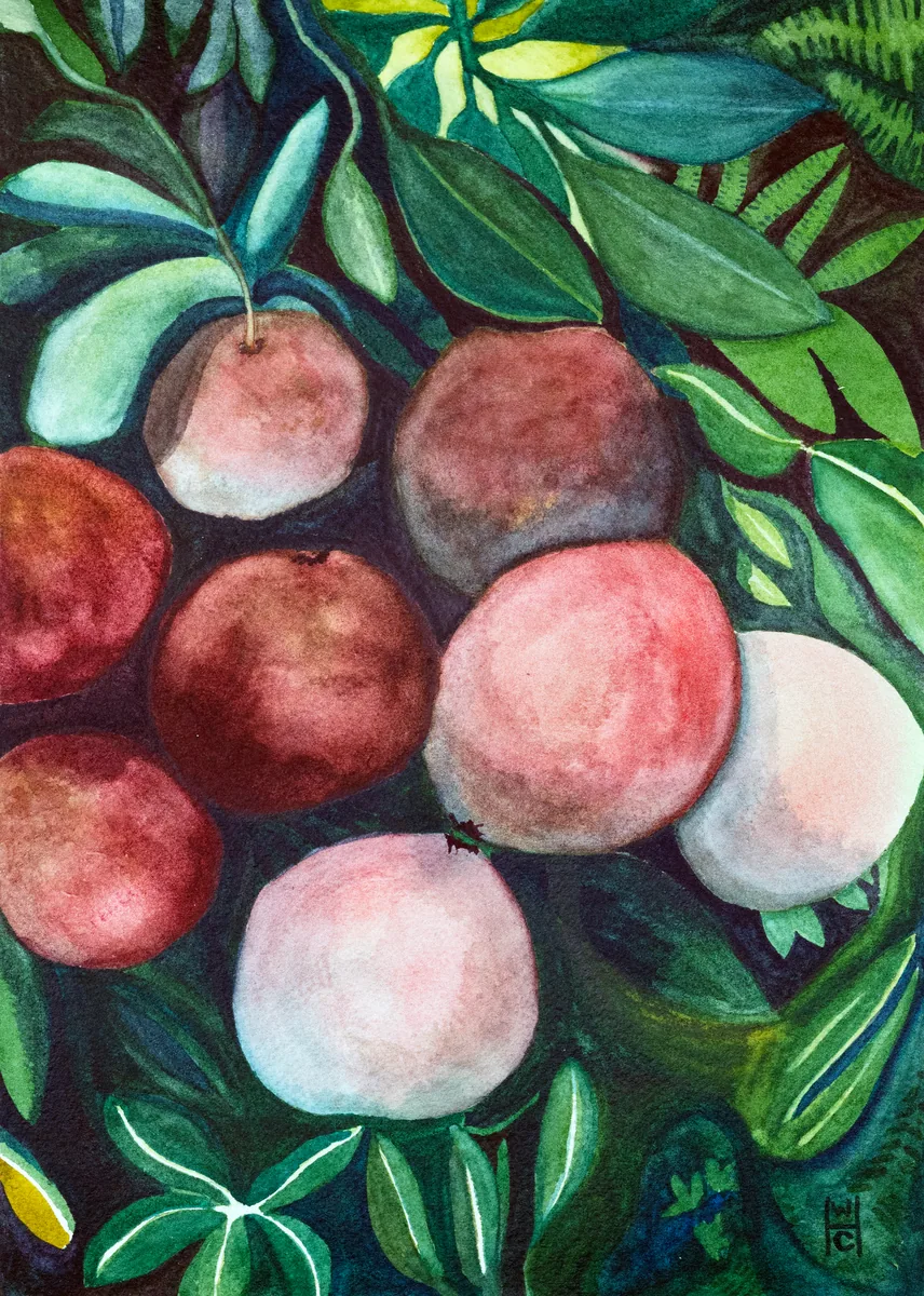 A watercolor of pomegranates on the vine